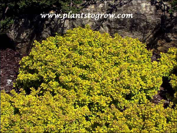 This shrub is extremely bright yellow in the spring.